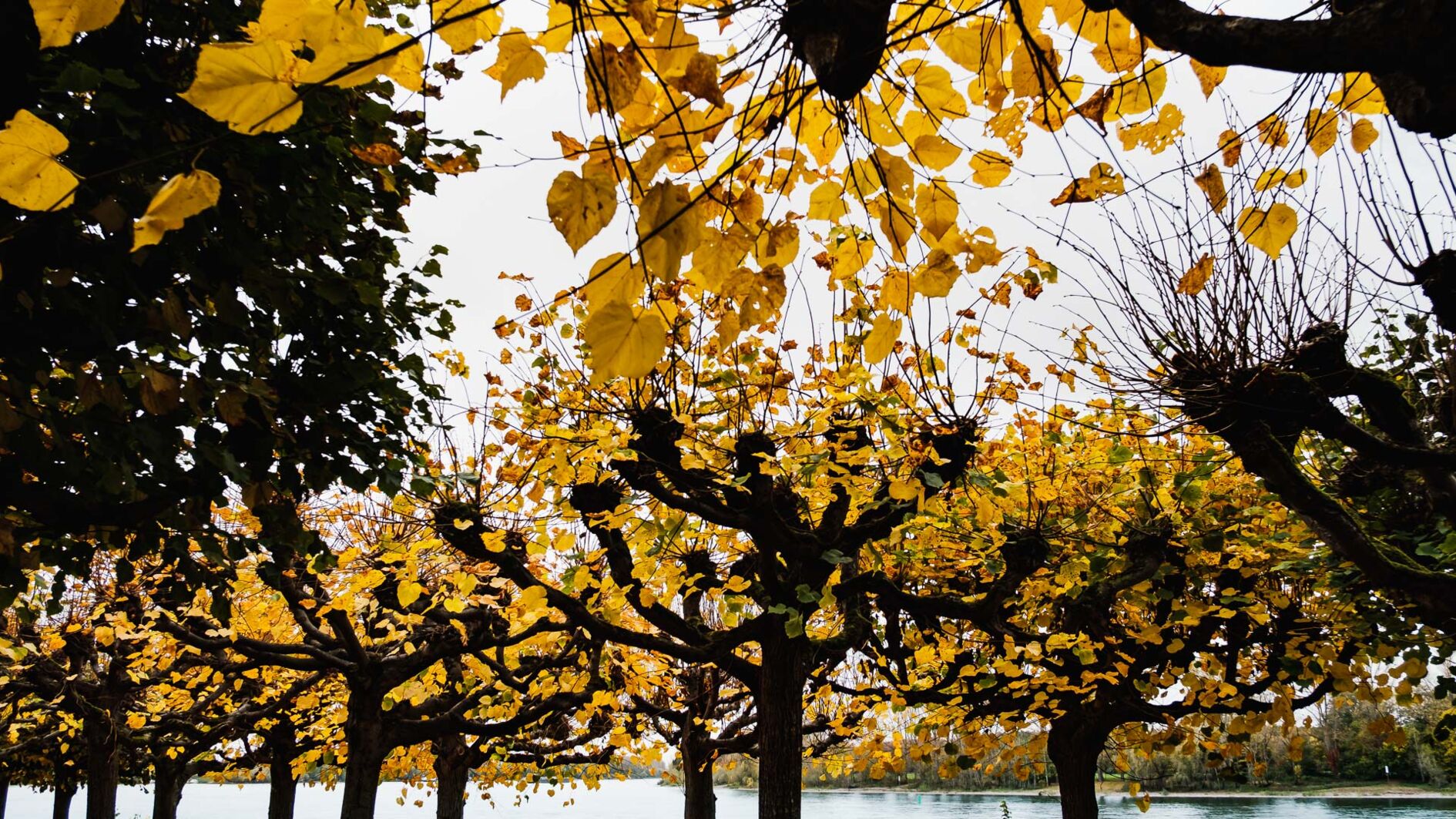 Herbstliche Schattenspiele …