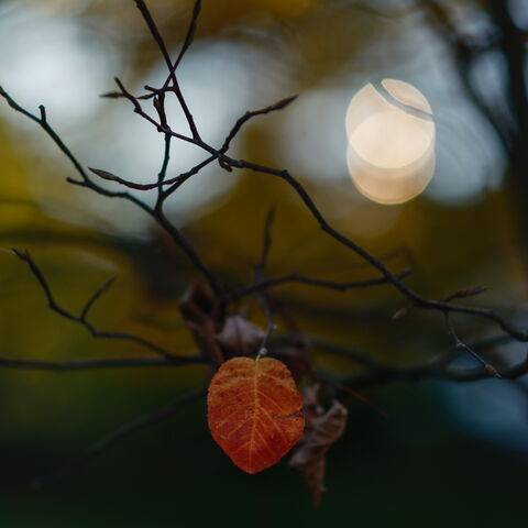 Ein sonnig-bunter Herbsttag …